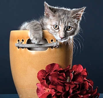 Photo of Petunia