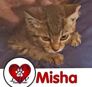Photo of Misha