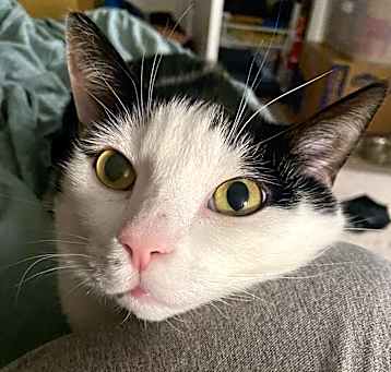 Photo of Loki