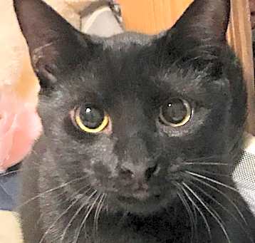 Photo of Cole (Special Adoption Fee)