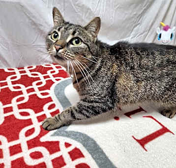 Photo of Scribbles