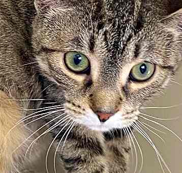 Photo of Pepper