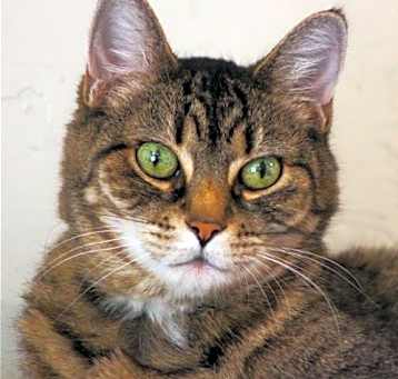 Photo of Hercomer