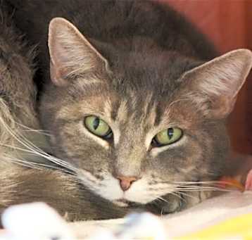 Photo of Ryder