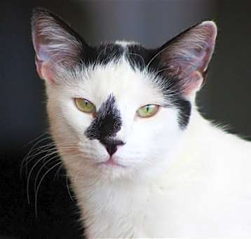 Photo of Luwak