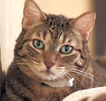 Photo of Liger