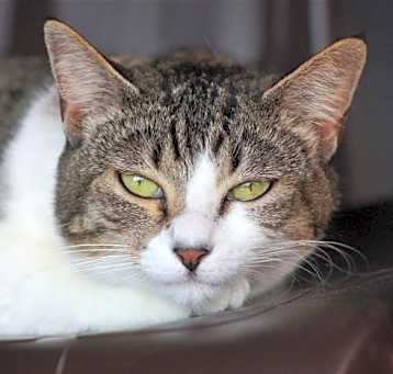 Photo of Jellybean