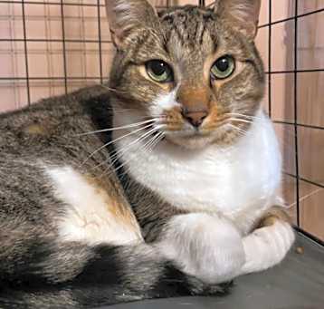 Photo of Squeaks