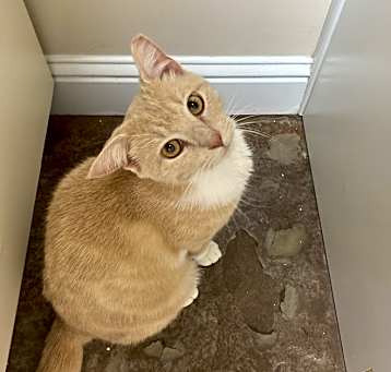 Photo of Chester