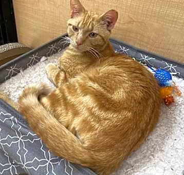Photo of Garfield