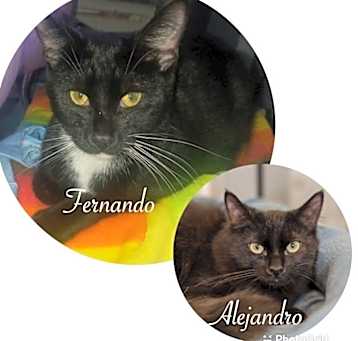 Photo of Fernando( Alejandro adopted)