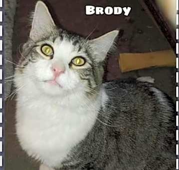 Photo of Brody