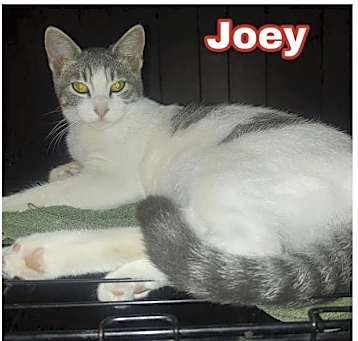 Photo of Joey