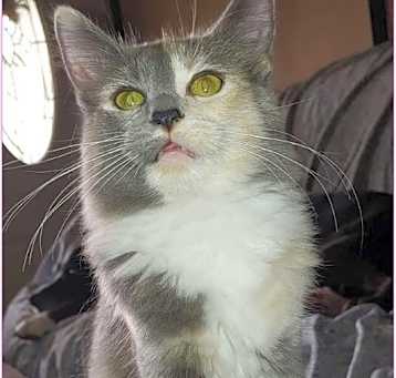 Photo of Shadi