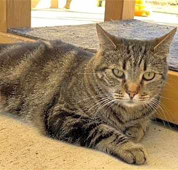 Photo of Dizzy