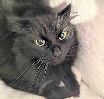 Photo of Sesame