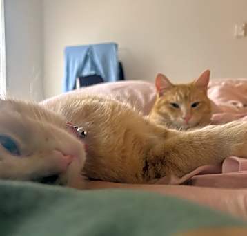 Photo of baby cat #2