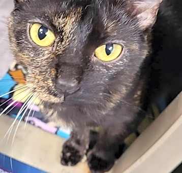 Photo of Adaline