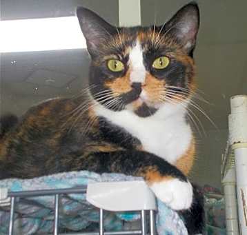 Photo of Opal