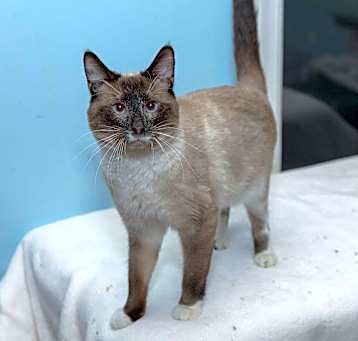 Photo of Huckleberry