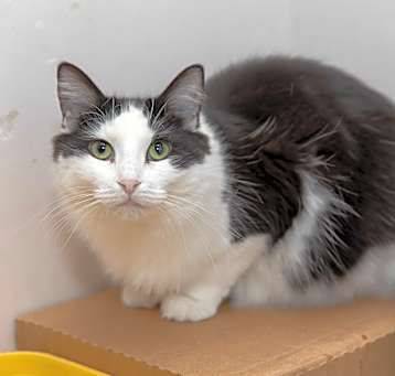 Photo of Cleo