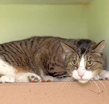 Photo of Taz