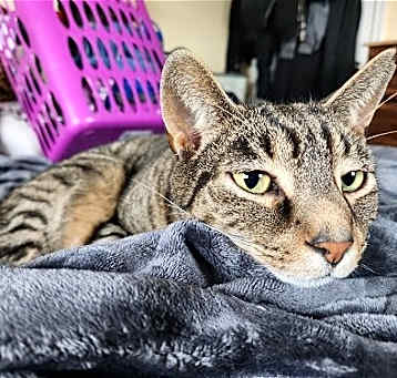 Photo of GRIFFYN (COURTESY POST)
