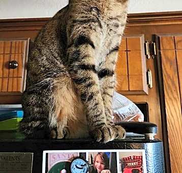 Photo of Grey