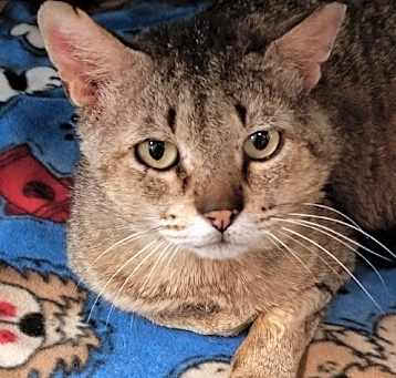 Photo of Chubs