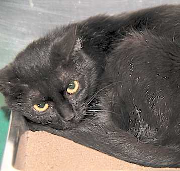 Photo of Morticia (Spayed)