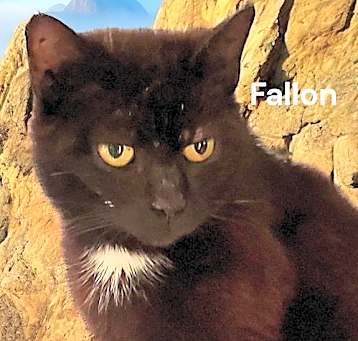 Photo of Fallon
