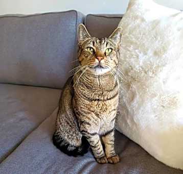 Photo of Chili