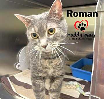 Photo of Roman