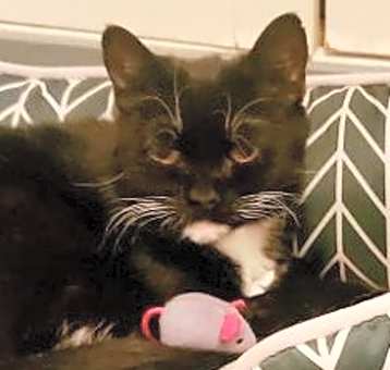Photo of GEORGIE -Tender Lap Bug