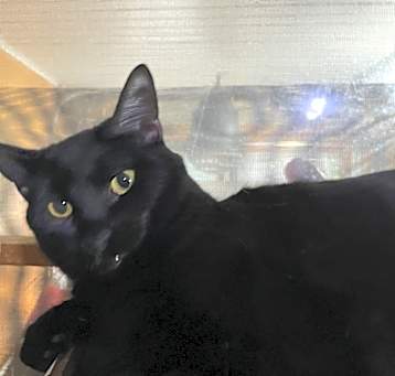 Photo of Piper