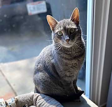Photo of Mouse