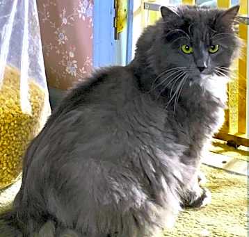 Photo of Tank