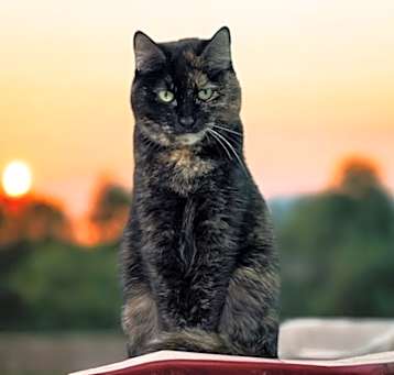 Photo of Annabelle