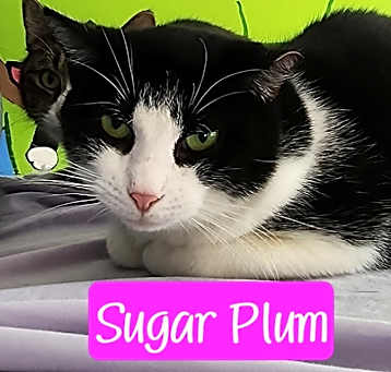 Photo of Sugar Plum