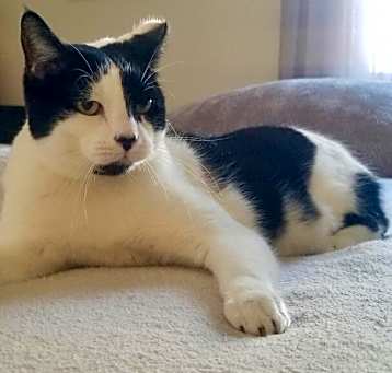 Photo of Oreo