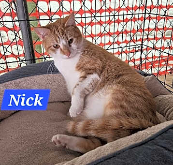 Photo of Nick Fury - NC