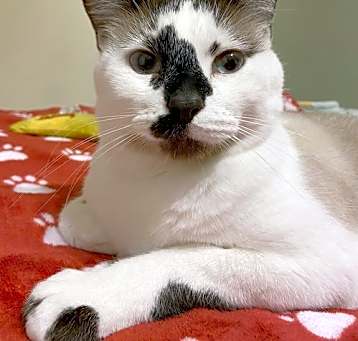 Photo of Hobbes