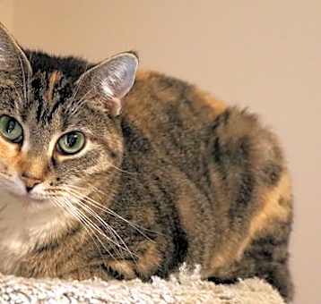 Photo of Pebbles