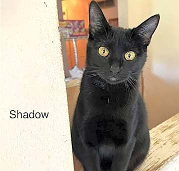 Photo of Shadow