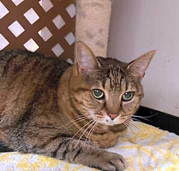 Photo of Tabby