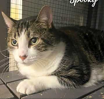 Photo of Spooky
