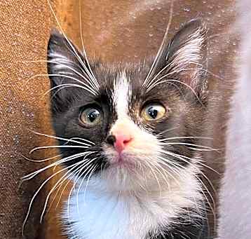 Photo of Mowgli