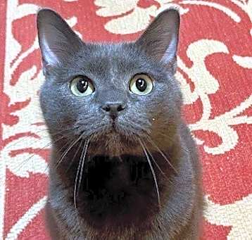 Photo of Grayson