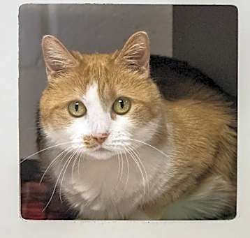 Photo of Peaches