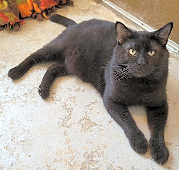 Photo of Bramble